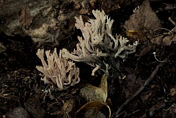 Клавуліна грабеністая (Clavulina cristata)