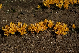 Крокус залацісты (Crocus chrysanthus)