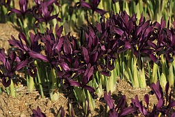 Касач сеткаваты (Iris reticulata)