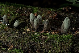 Dead man's fingers (Xylaria polymorpha)