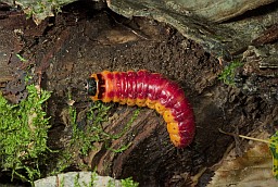 Caterpillar of Goat moth (Cossus cossus)