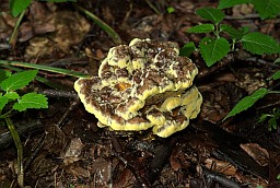 Velvet-top fungus (Phaeolus schweinitzii, Dyer's polypore)