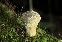 Порхаўка шыпаватая (Lycoperdon perlatum)