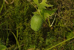 Wild cucumber (Echinocystis lobata)
